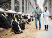 🐄 Dairy Farm Insurance: Coverage & Benefits